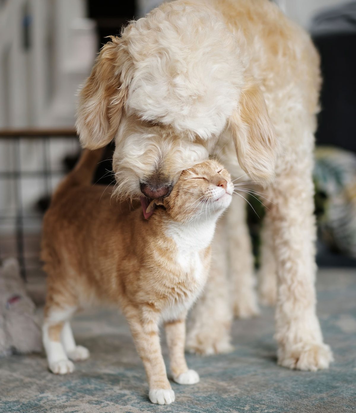 Pet Boarding Oklahoma City, Bethany Hefner Road Pet Resort