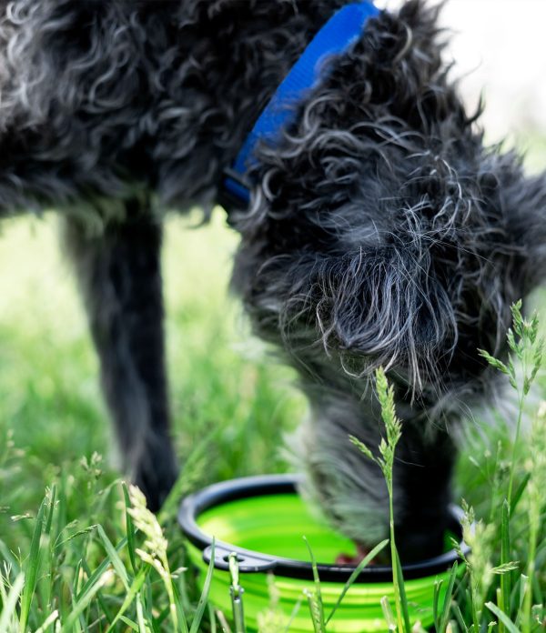 Pet Boarding Oklahoma City, Bethany Hefner Road Pet Resort