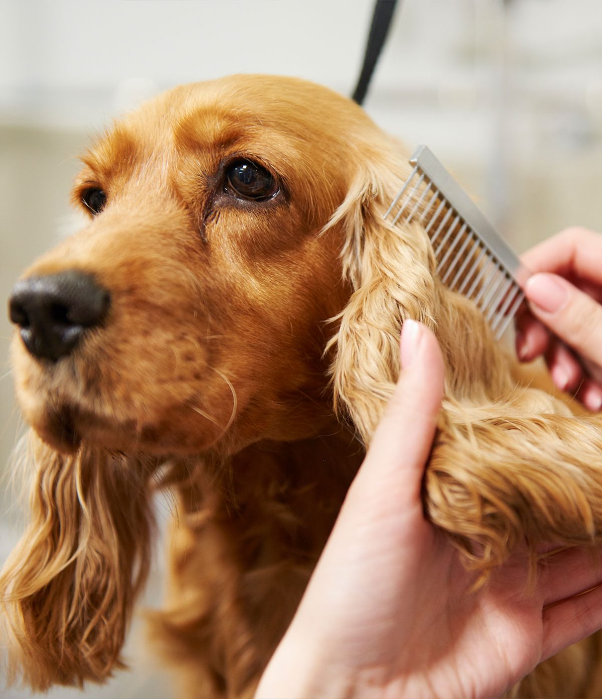 Pet Boarding Oklahoma City, Bethany Hefner Road Pet Resort