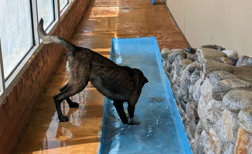 Dog Boarding Oklahoma City, Bethany Hefner Road Pet Resort