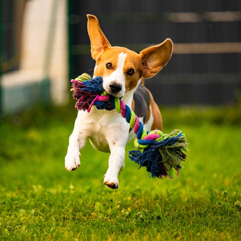 beagle-dog-jumping-and-running-with-a-toy-towards-2024-10-12-22-05-40-utc (1) beagle dog jumping and running with a toy towards