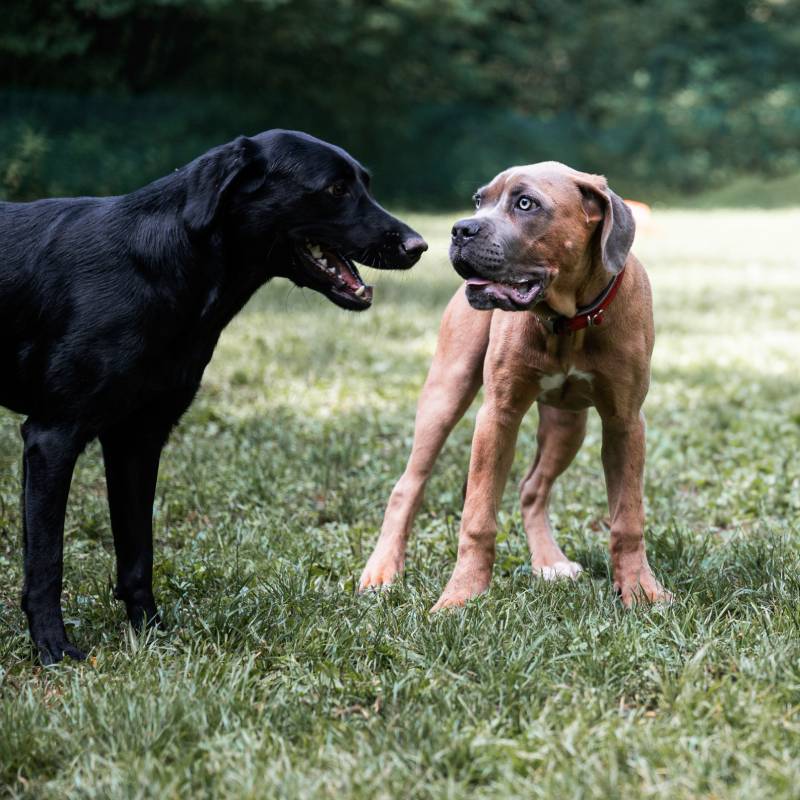 playful-interaction-between-two-purebred-dogs-2025-02-20-07-50-39-utc (1) playful interaction between two purebred dogs